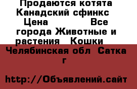 Продаются котята Канадский сфинкс › Цена ­ 15 000 - Все города Животные и растения » Кошки   . Челябинская обл.,Сатка г.